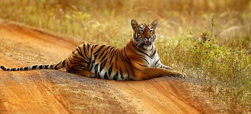 Photo of India's Top 10 Wildlife Destinations | CorbettParkOnline 10/11 by Manoj Roy