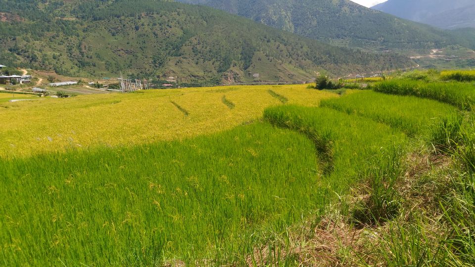 Photo of Punakha, Bhutan by Krishnadev
