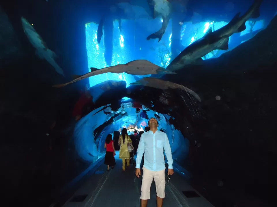 Photo of Dubai Aquarium & Underwater Zoo - Downtown Dubai - Dubai - United Arab Emirates by fazal urfi