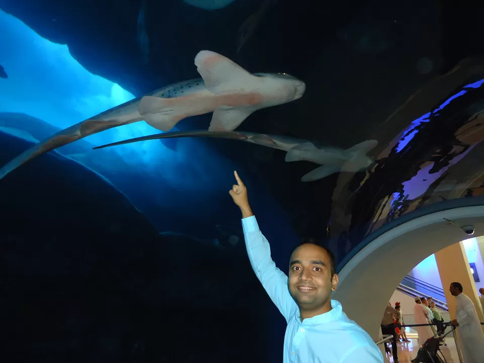 Photo of Dubai Aquarium & Underwater Zoo - Downtown Dubai - Dubai - United Arab Emirates by fazal urfi