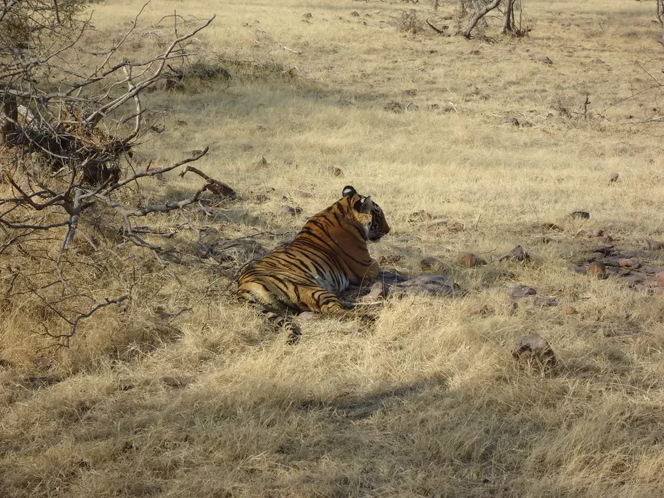Photo of Rambagh, Jaipur, Rajasthan, India by fazal urfi