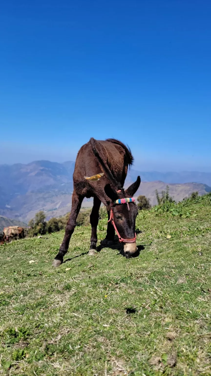 Photo of Nag Tibba Trek by Munavver Malik