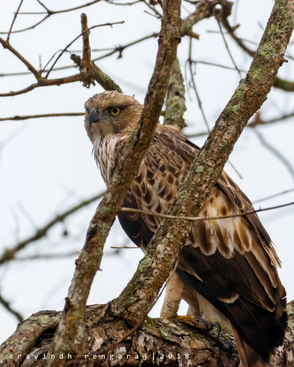 Photo of Kabini by Aravindh Rengaraj