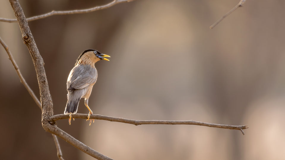 Photo of Chandrapur, Maharashtra, India by Aravindh Rengaraj