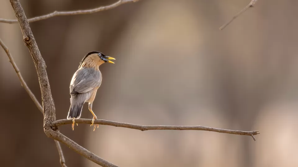 Photo of Chandrapur, Maharashtra, India by Aravindh Rengaraj