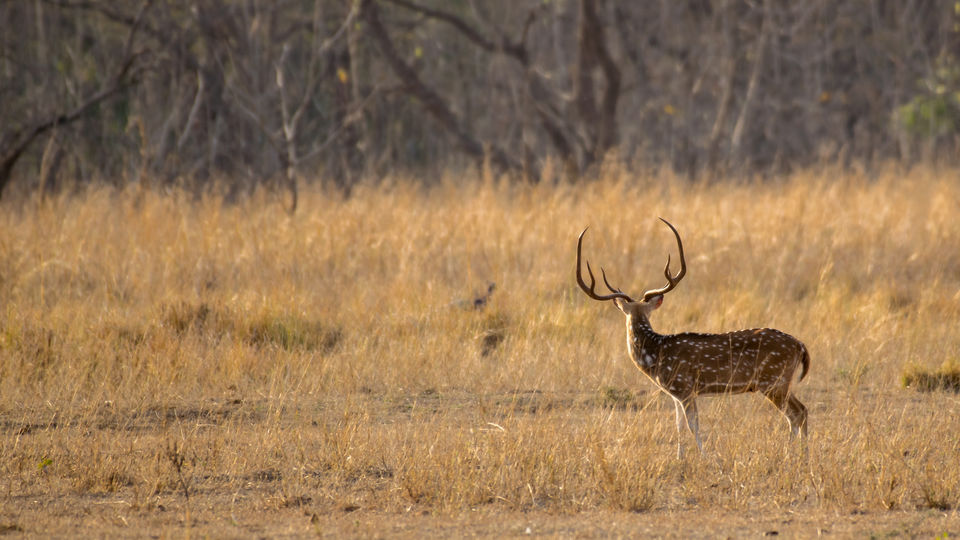 Photo of Chandrapur, Maharashtra, India by Aravindh Rengaraj