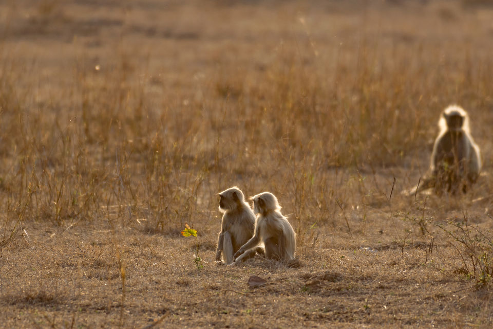 Photo of Chandrapur, Maharashtra, India by Aravindh Rengaraj