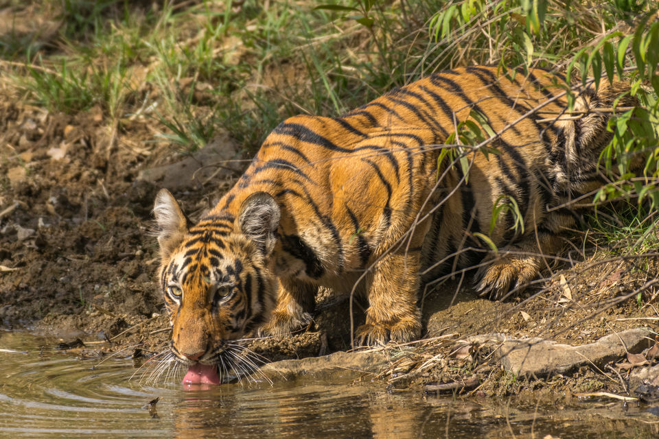 Photo of Chandrapur, Maharashtra, India by Aravindh Rengaraj