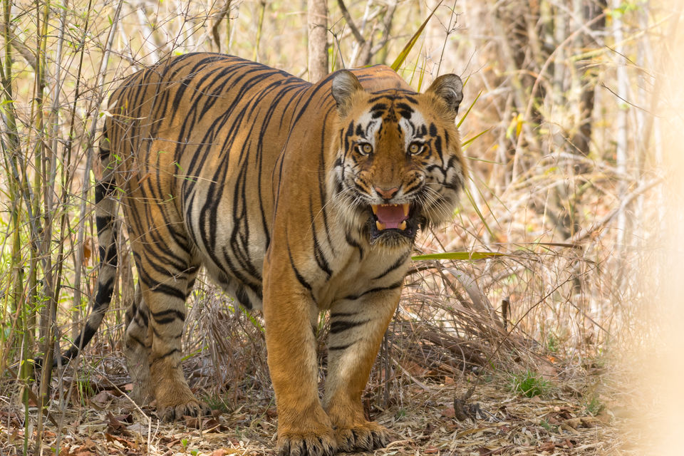 Photo of Chandrapur, Maharashtra, India by Aravindh Rengaraj
