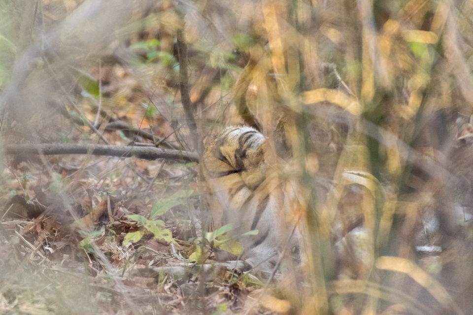 Photo of Tadoba Tigers - My First Wildlife Photography Trip by Aravindh Rengaraj