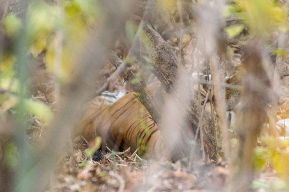 Photo of Tadoba Tigers - My First Wildlife Photography Trip by Aravindh Rengaraj