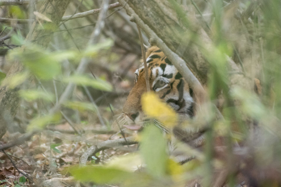 Photo of Tadoba Tigers - My First Wildlife Photography Trip by Aravindh Rengaraj