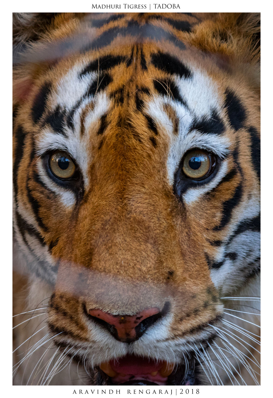 Photo of Tadoba Tigers - My First Wildlife Photography Trip by Aravindh Rengaraj