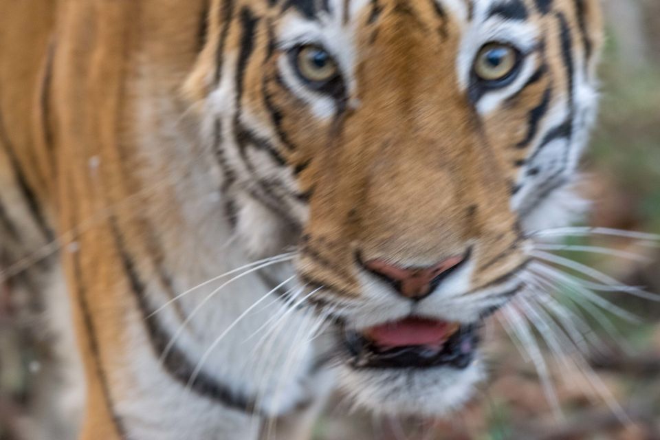 Photo of Tadoba Tigers - My First Wildlife Photography Trip by Aravindh Rengaraj