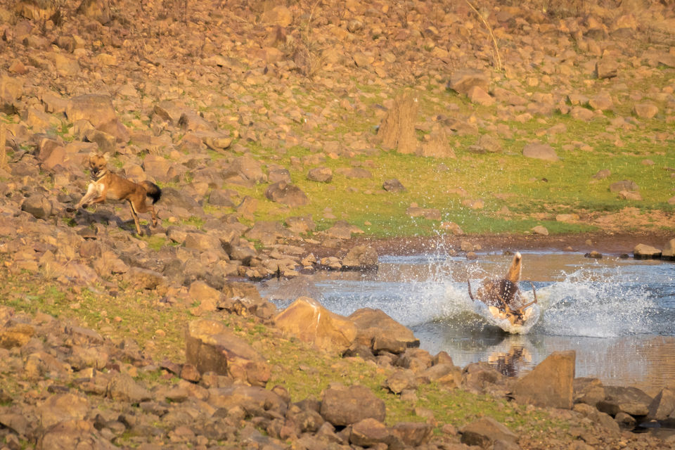 Photo of Tadoba Andhari Tiger Reserve, Kolara, Maharashtra, India by Aravindh Rengaraj
