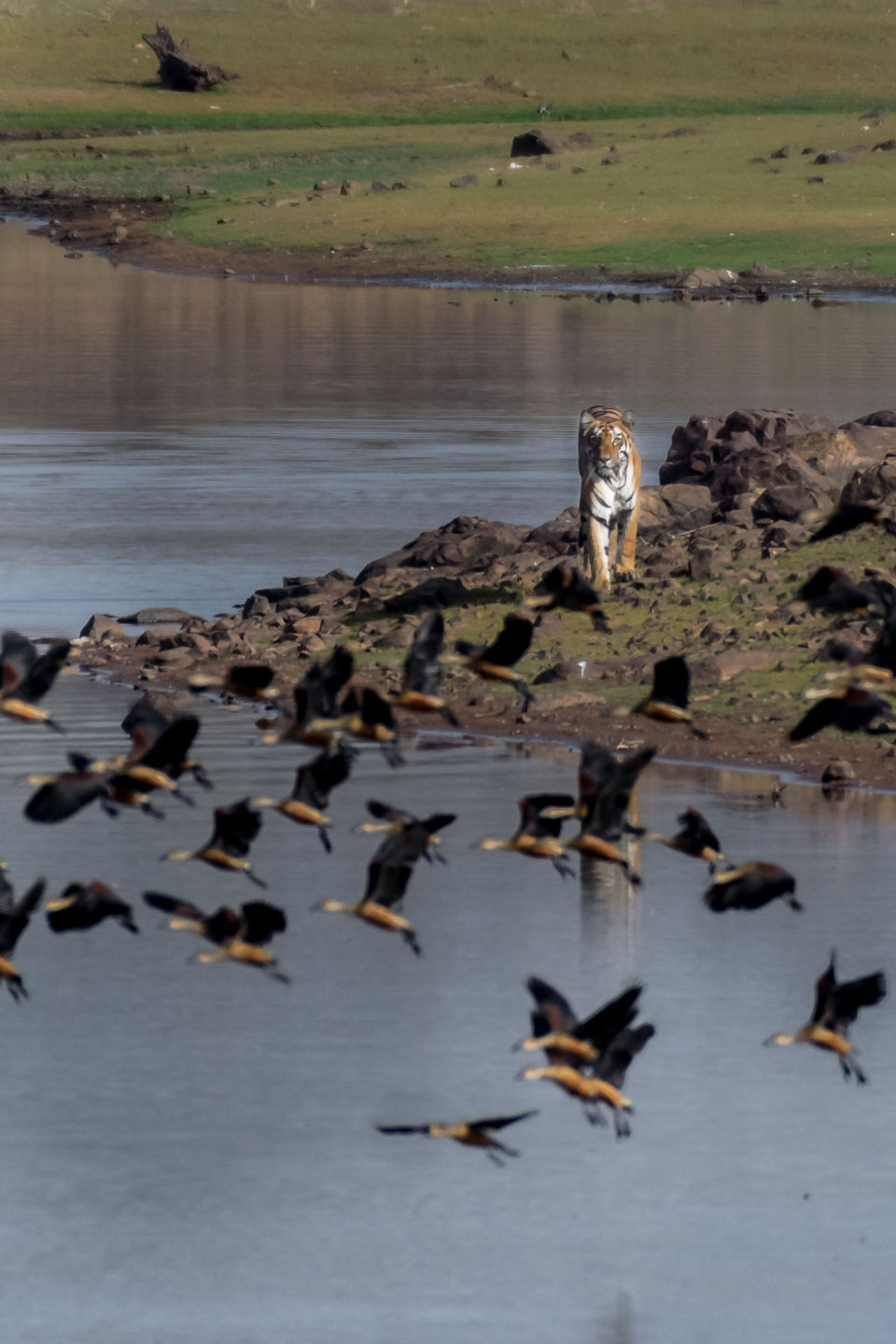 Photo of Tadoba Andhari Tiger Reserve, Kolara, Maharashtra, India by Aravindh Rengaraj