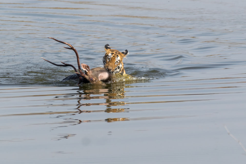 Photo of Tadoba Andhari Tiger Reserve, Kolara, Maharashtra, India by Aravindh Rengaraj