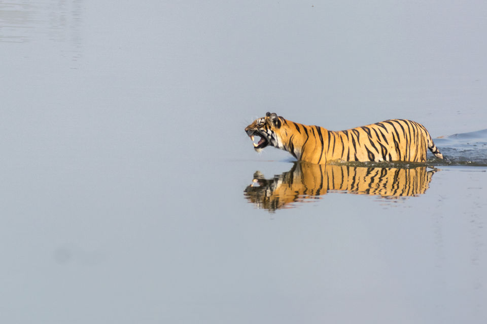 Photo of Tadoba Andhari Tiger Reserve, Kolara, Maharashtra, India by Aravindh Rengaraj