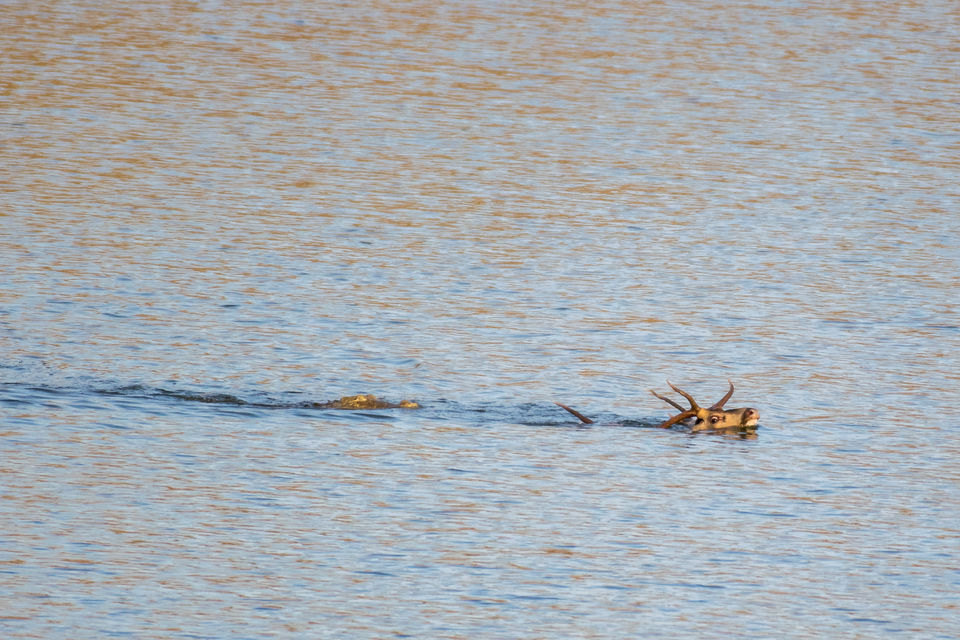 Photo of Tadoba Andhari Tiger Reserve, Kolara, Maharashtra, India by Aravindh Rengaraj