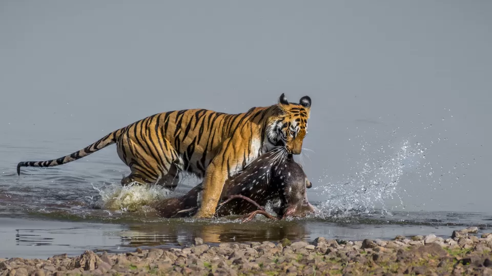 Photo of Tadoba Andhari Tiger Reserve, Kolara, Maharashtra, India by Aravindh Rengaraj