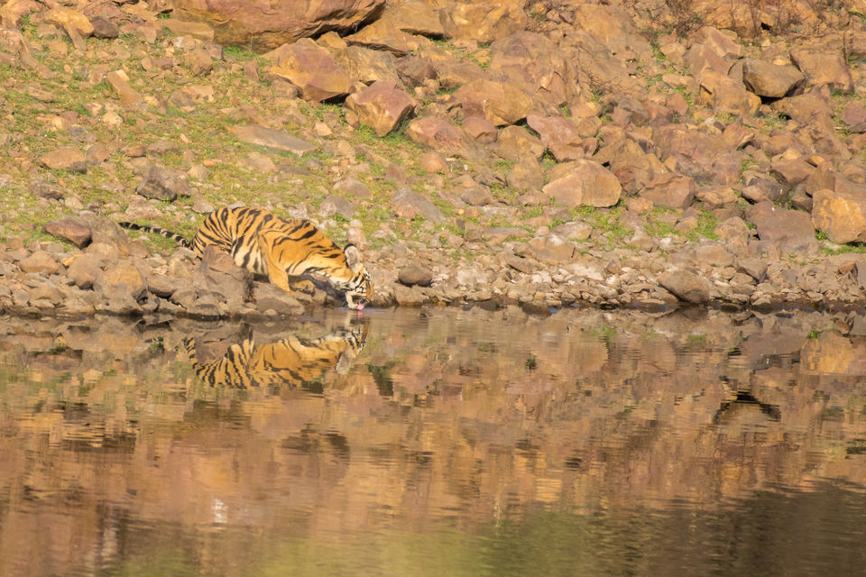 Photo of Tadoba Andhari Tiger Reserve, Kolara, Maharashtra, India by Aravindh Rengaraj