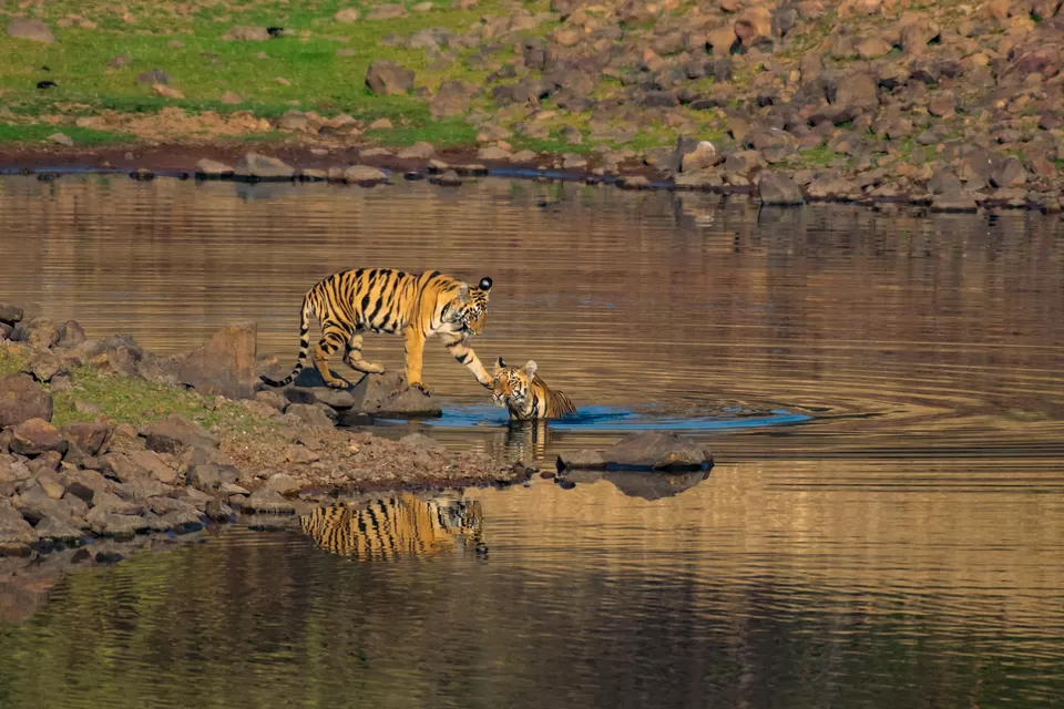 Photo of Tadoba Andhari Tiger Reserve, Kolara, Maharashtra, India by Aravindh Rengaraj