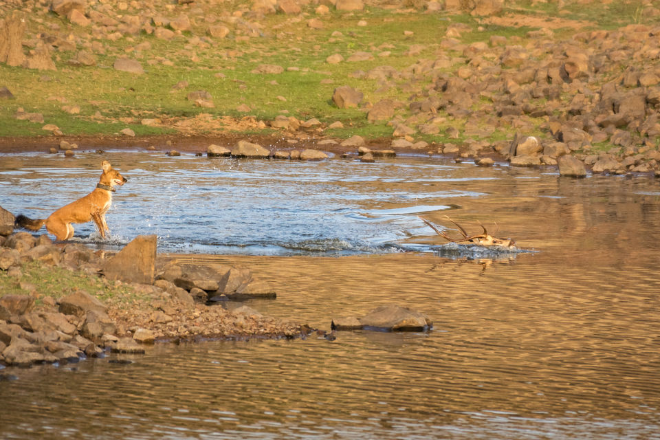 Photo of Tadoba Andhari Tiger Reserve, Kolara, Maharashtra, India by Aravindh Rengaraj