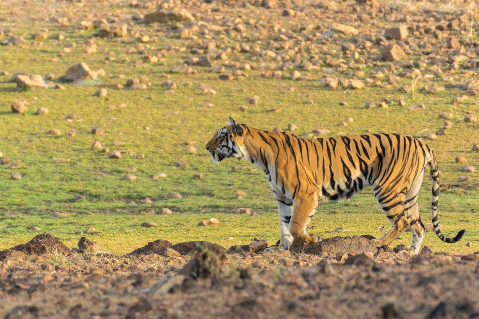 Photo of Tadoba Andhari Tiger Reserve, Kolara, Maharashtra, India by Aravindh Rengaraj