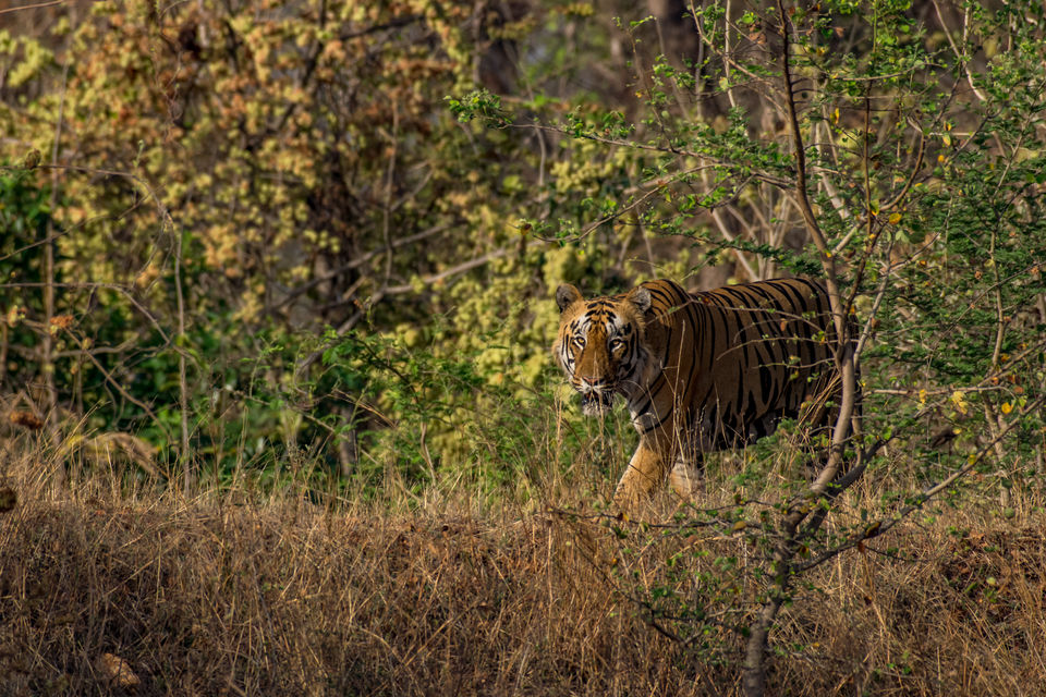 Photo of Tadoba Andhari Tiger Reserve, Kolara, Maharashtra, India by Aravindh Rengaraj