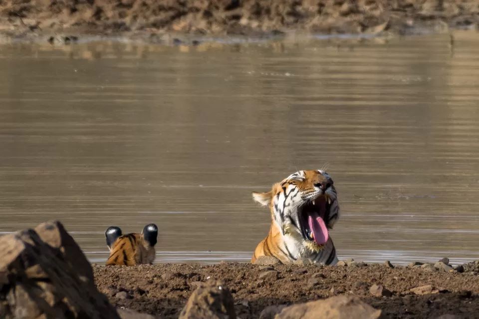Photo of Tadoba Tigers - My First Wildlife Photography Trip by Aravindh Rengaraj