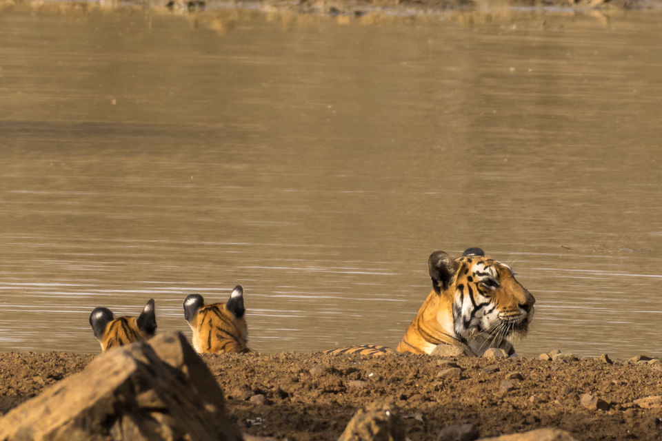 Photo of Tadoba Tigers - My First Wildlife Photography Trip by Aravindh Rengaraj