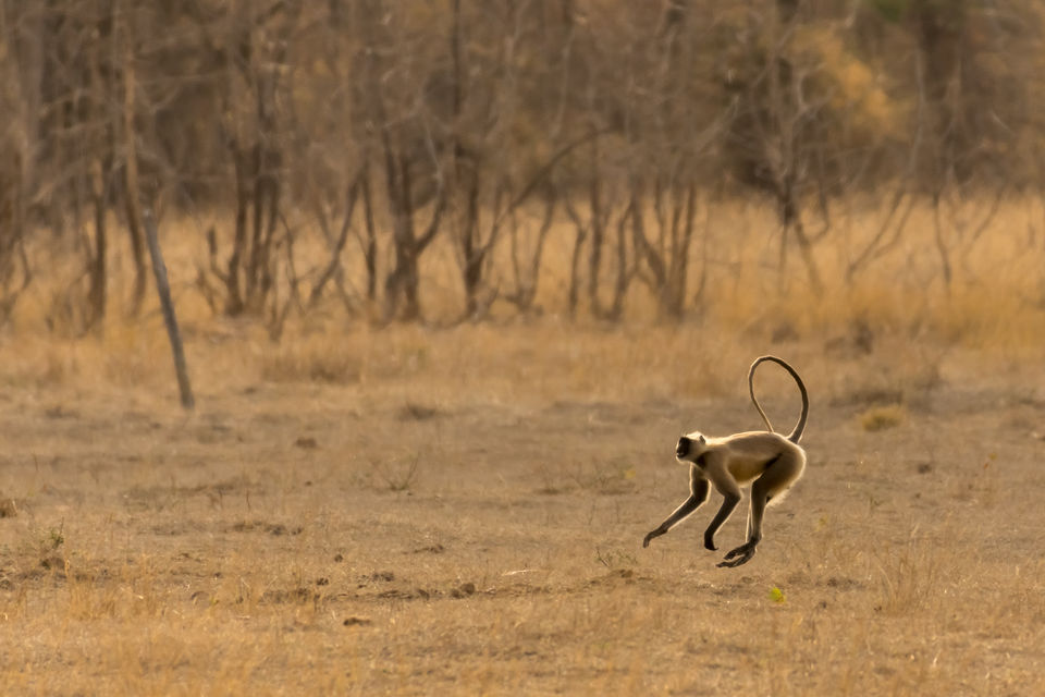 Photo of Tadoba Tigers - My First Wildlife Photography Trip by Aravindh Rengaraj
