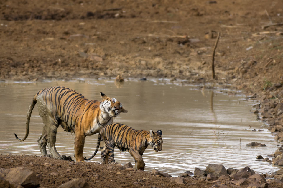 Photo of Tadoba Tigers - My First Wildlife Photography Trip by Aravindh Rengaraj