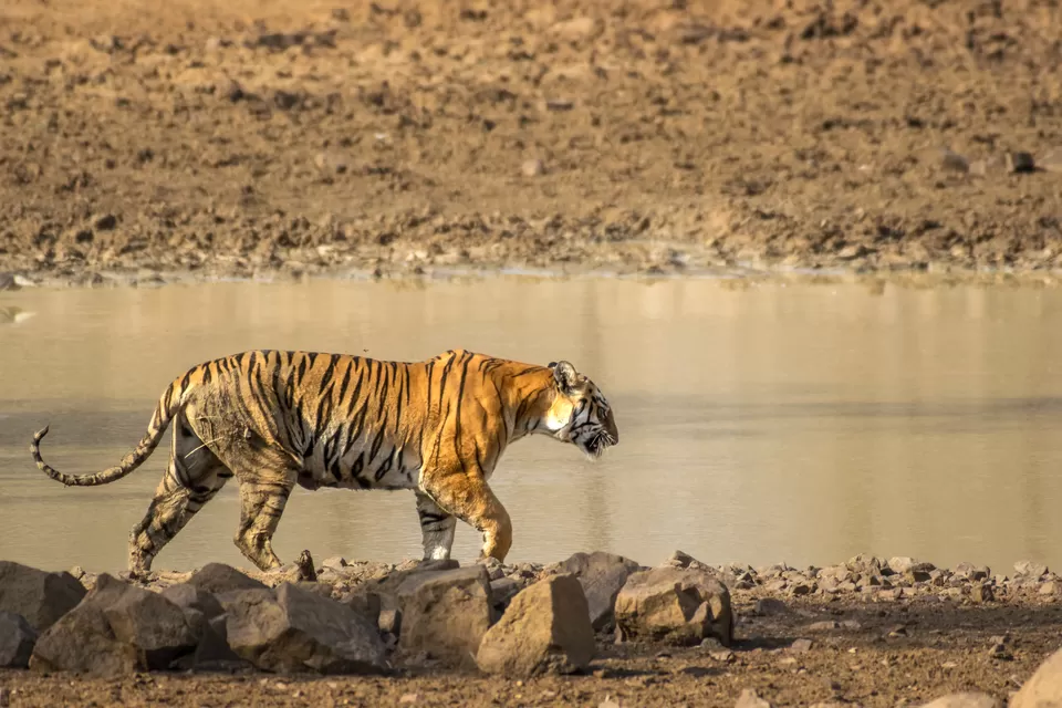 Photo of Tadoba Tigers - My First Wildlife Photography Trip by Aravindh Rengaraj