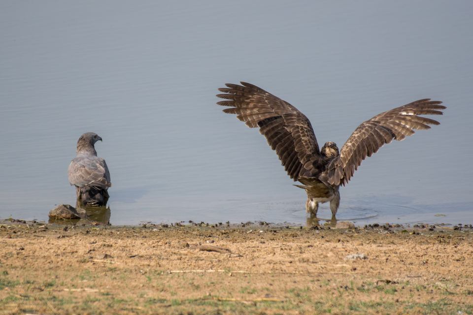 Photo of Tadoba Andhari Tiger Reserve, Kolara, Maharashtra, India by Aravindh Rengaraj
