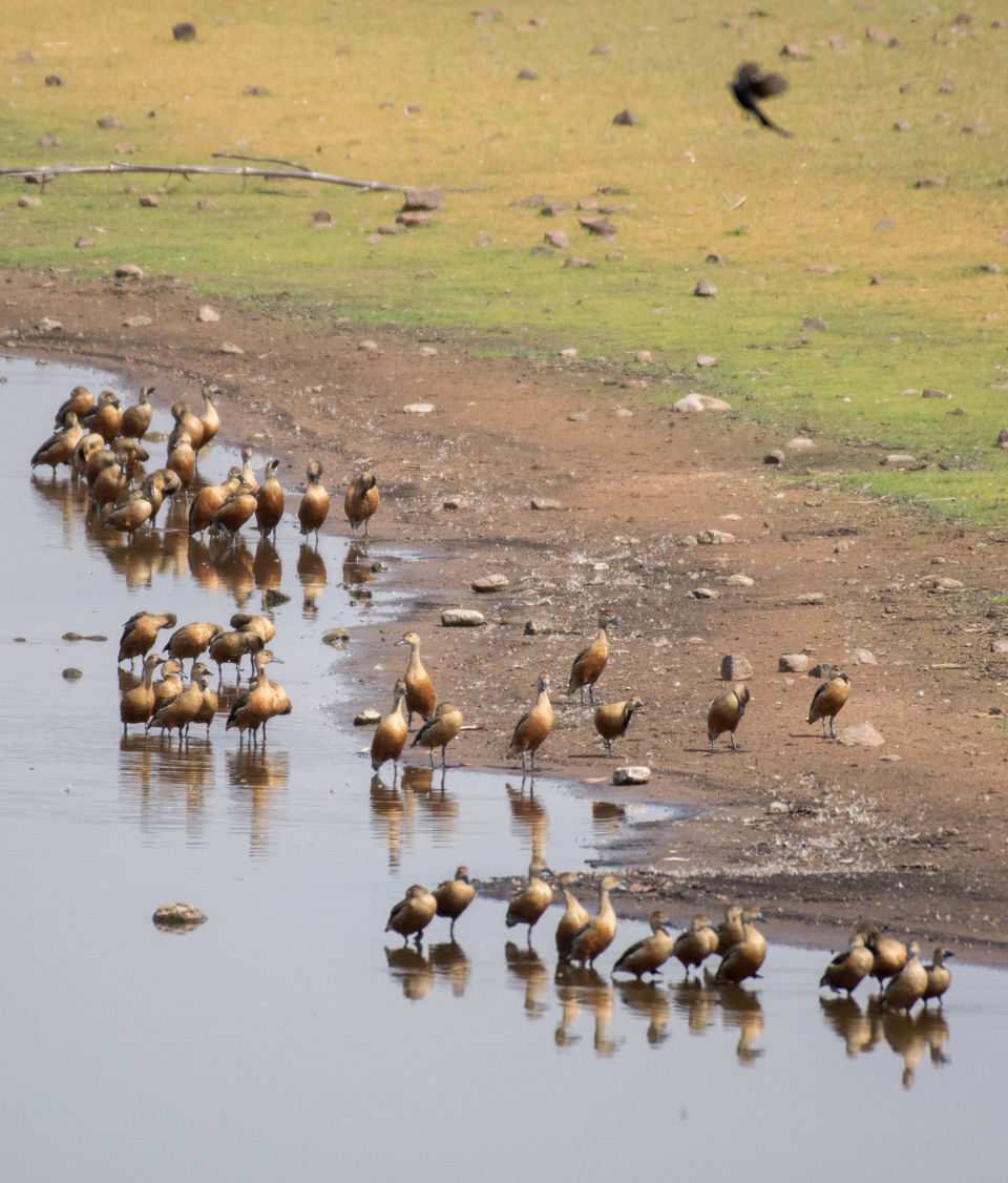Photo of Tadoba Andhari Tiger Reserve, Kolara, Maharashtra, India by Aravindh Rengaraj