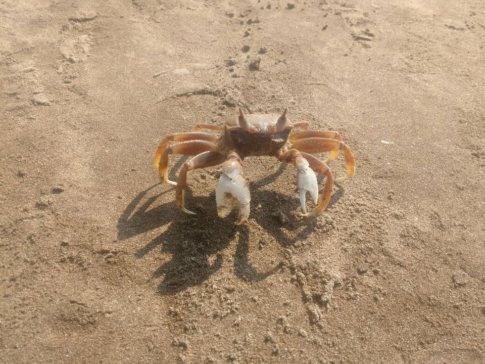 Photo of Madgad Fort and Diveagar Beach 25/29 by Gunjan Deshmukh
