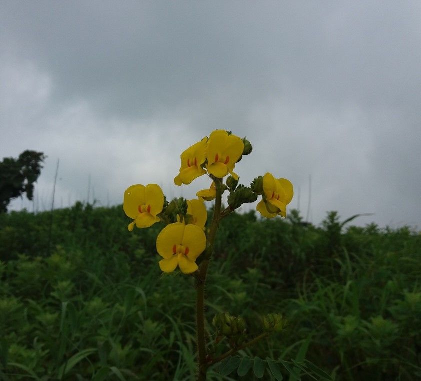 Photo of Sindola Fort – Overlooking beautiful dam 22/39 by Gunjan Deshmukh