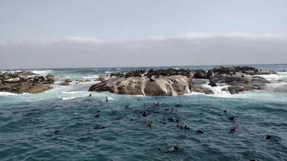 Photo of Seal Island, South Africa by Rohini Banerjee