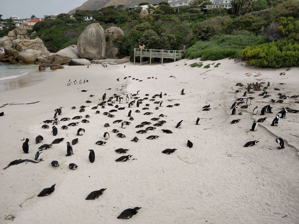 Photo of Boulders Penguin Colony, Secluse Avenue, Simon's Town, Cape Town, South Africa by Rohini Banerjee