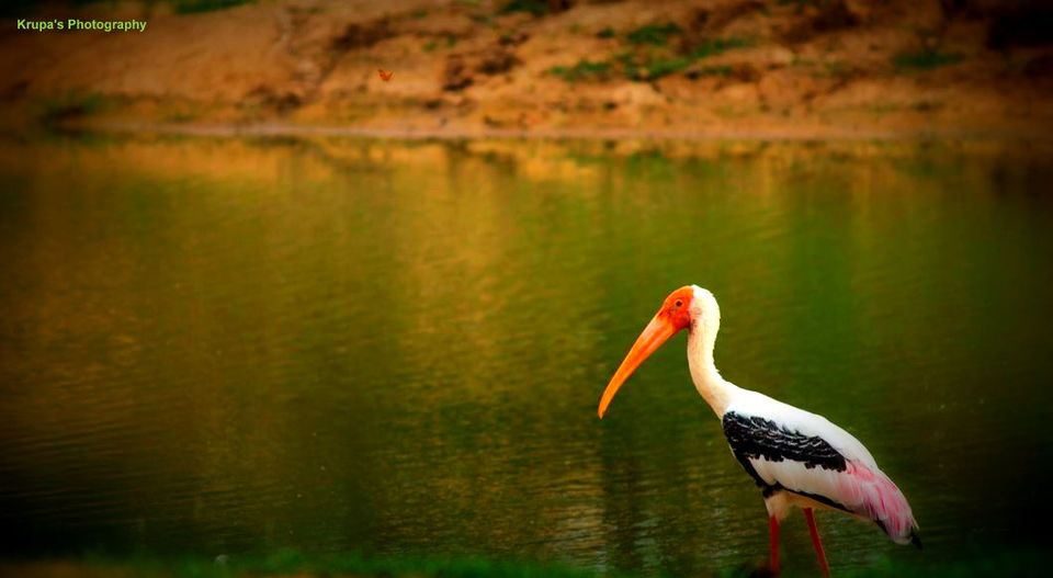 Photo of SriLanka - The ultimate one week Itinerary by Krupa