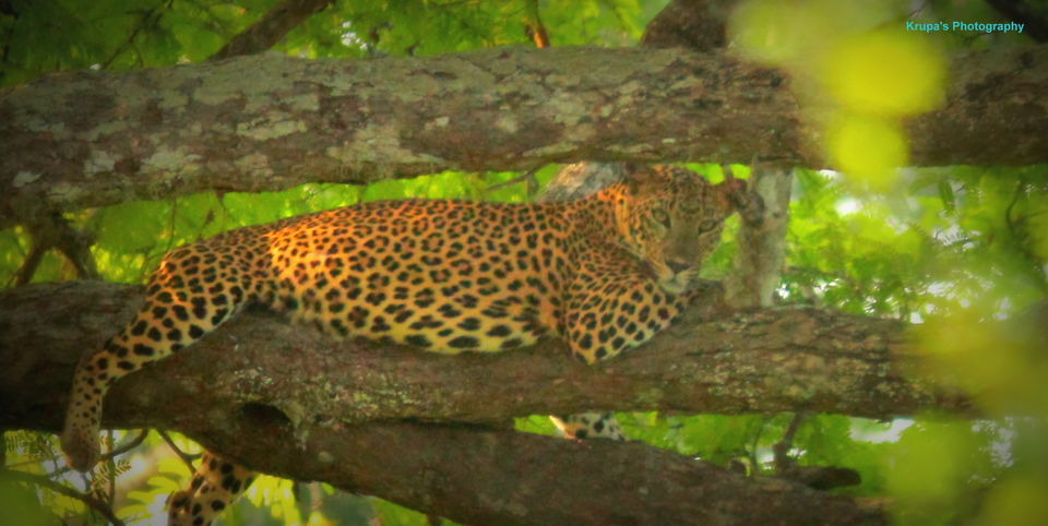 Photo of SriLanka - The ultimate one week Itinerary by Krupa