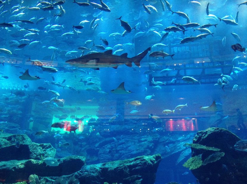 Photo of Dubai Aquarium & Underwater Zoo - Dubai - United Arab Emirates by Map Camera Travel