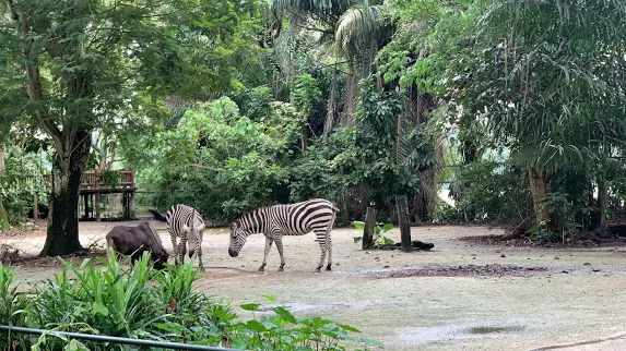 Photo of Singapore Zoo, Singapore by Map Camera Travel
