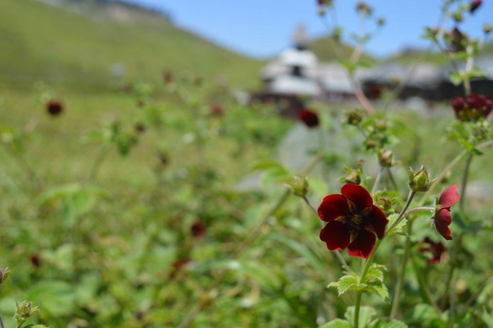 Photo of Some Mysteries are Meant to be seen(Prashar Lake) by Roopali Katoch
