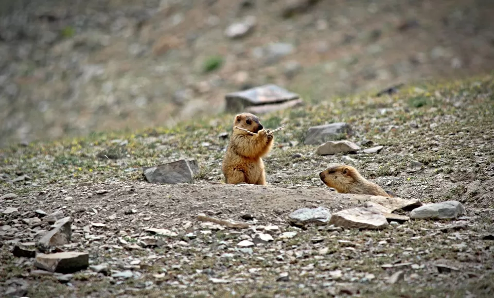 Photo of Stok, Leh by Sourav Chaterjee