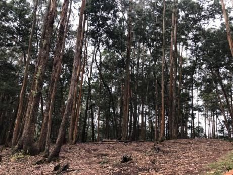 Photo of KODAIKANAL by Ashmita Roy