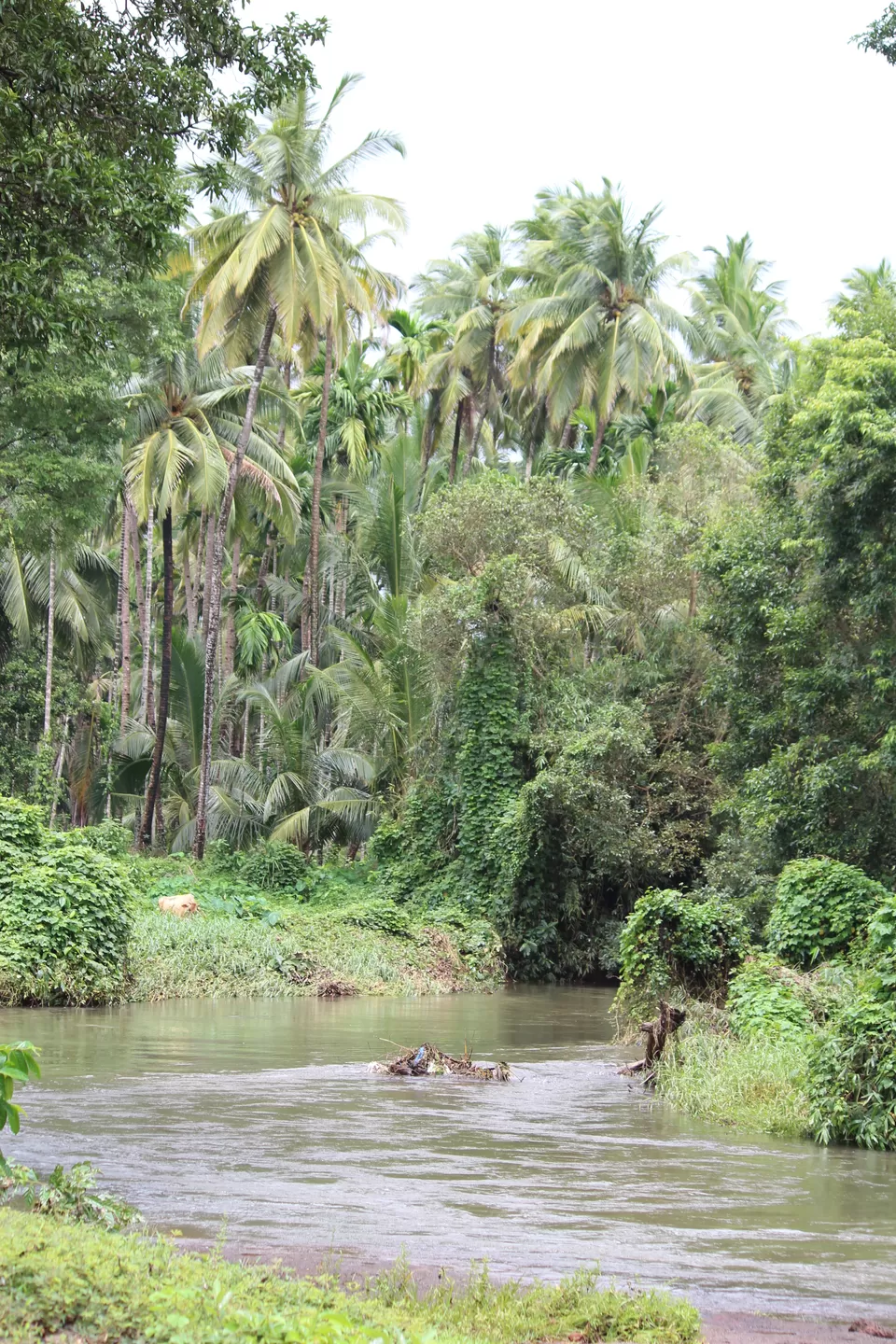 Photo of Usgalimal, Rivona VP, Goa, India by Oindrila Soni