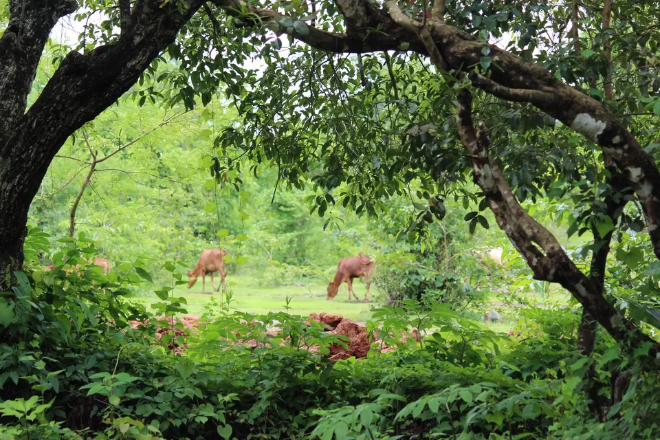 Photo of This 20,000-Year Old Wonder Is The New Reason To Head To Goa by Oindrila Soni
