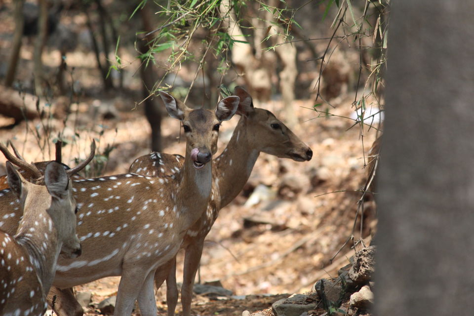 Photo of Spend A Day Camping Inside A National Park In The Heart Of Mumbai by Oindrila De